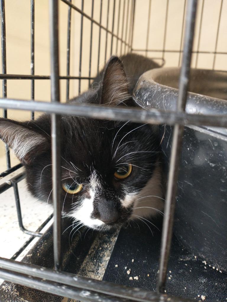 Dort *fee waived*, Adoptable, Young Male Domestic Short Hair.