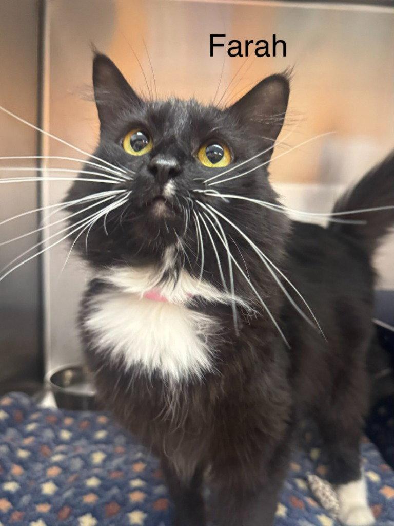 Enlarge Farah, a Adoptable Domestic Short Hair in Saint George, UT image 1/3