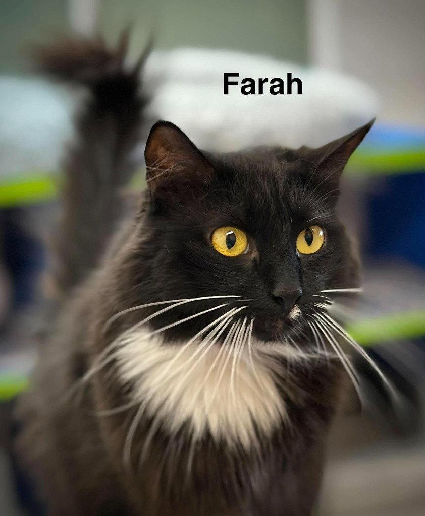 Enlarge Farah, a Adoptable Domestic Short Hair in Saint George, UT image 2/3