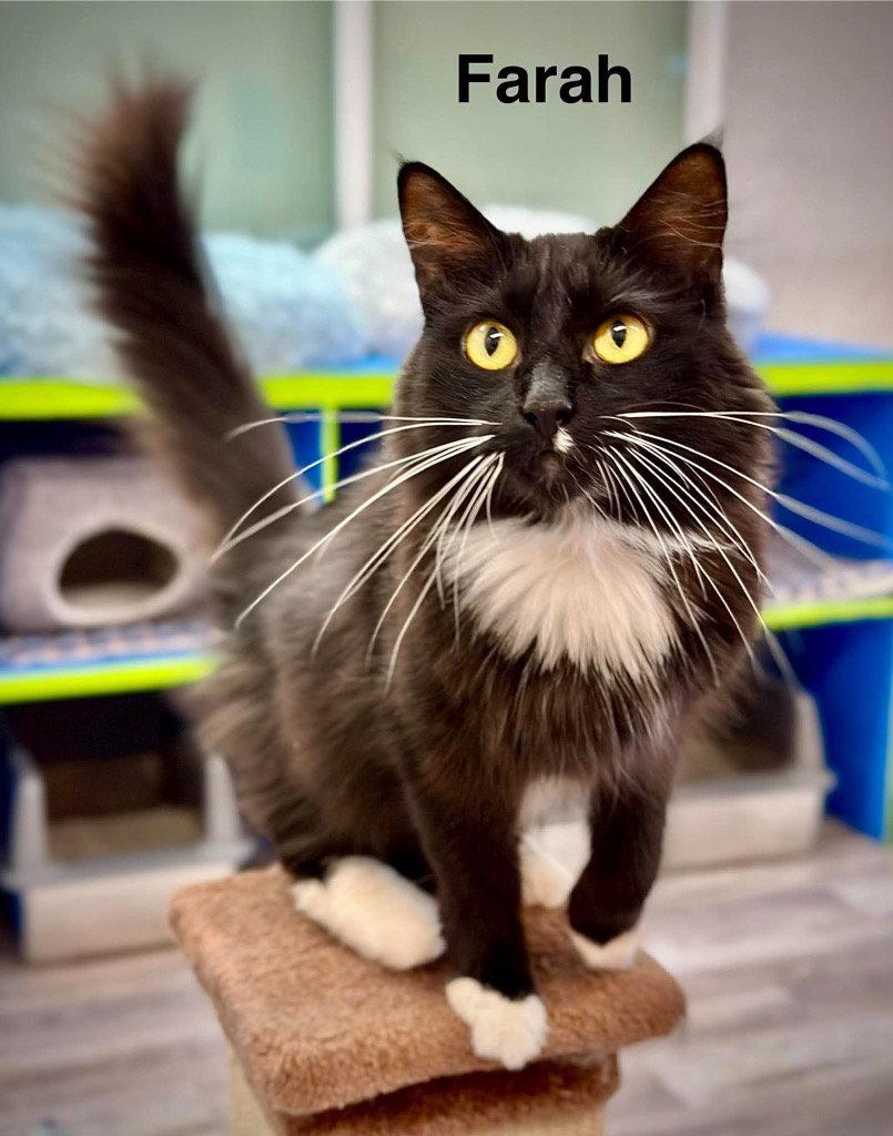 Enlarge Farah, a Adoptable Domestic Short Hair in Saint George, UT image 3/3