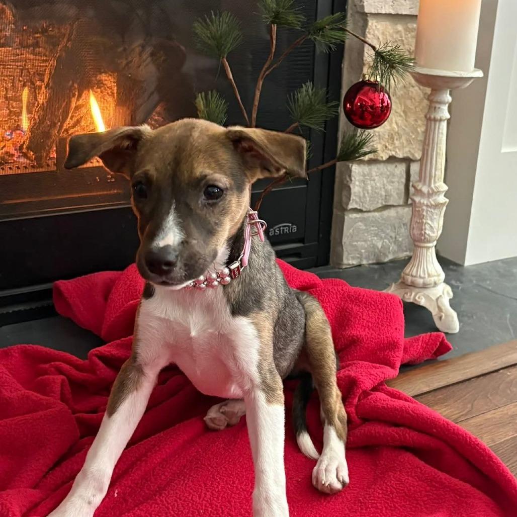 Sweetpea, Adoptable, Puppy Female Husky & Mixed Breed.