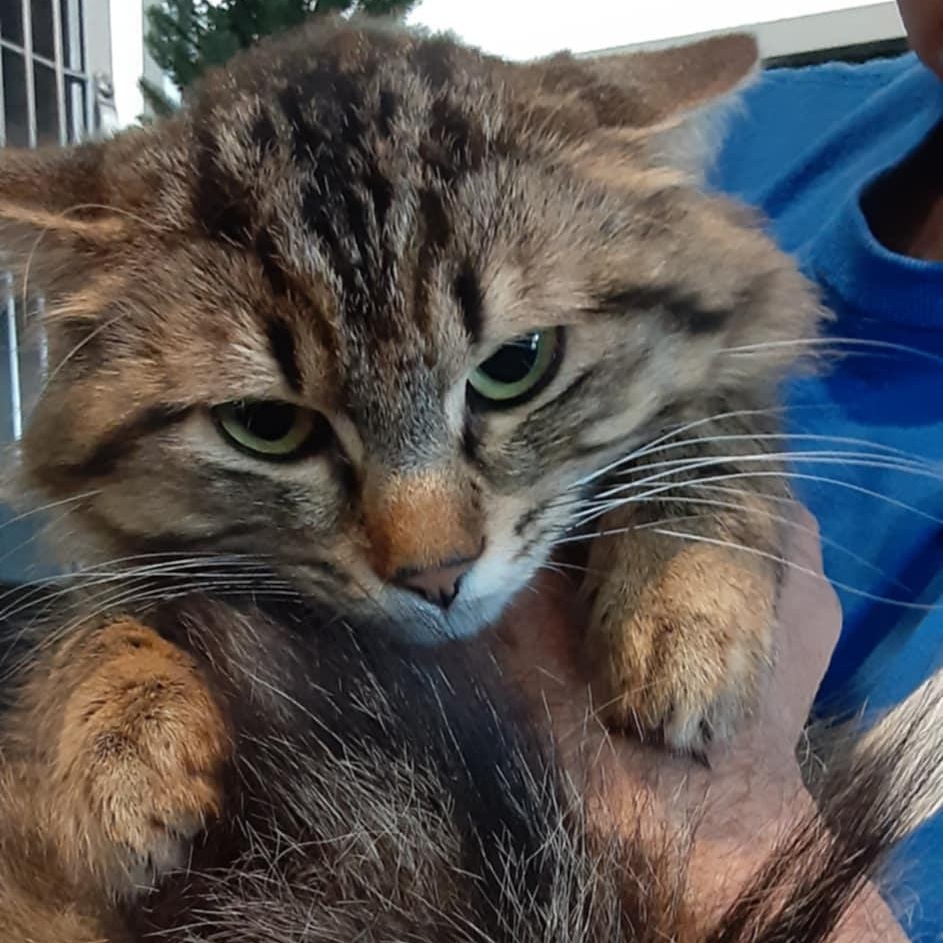 Sable, Young Male Domestic Short Hair