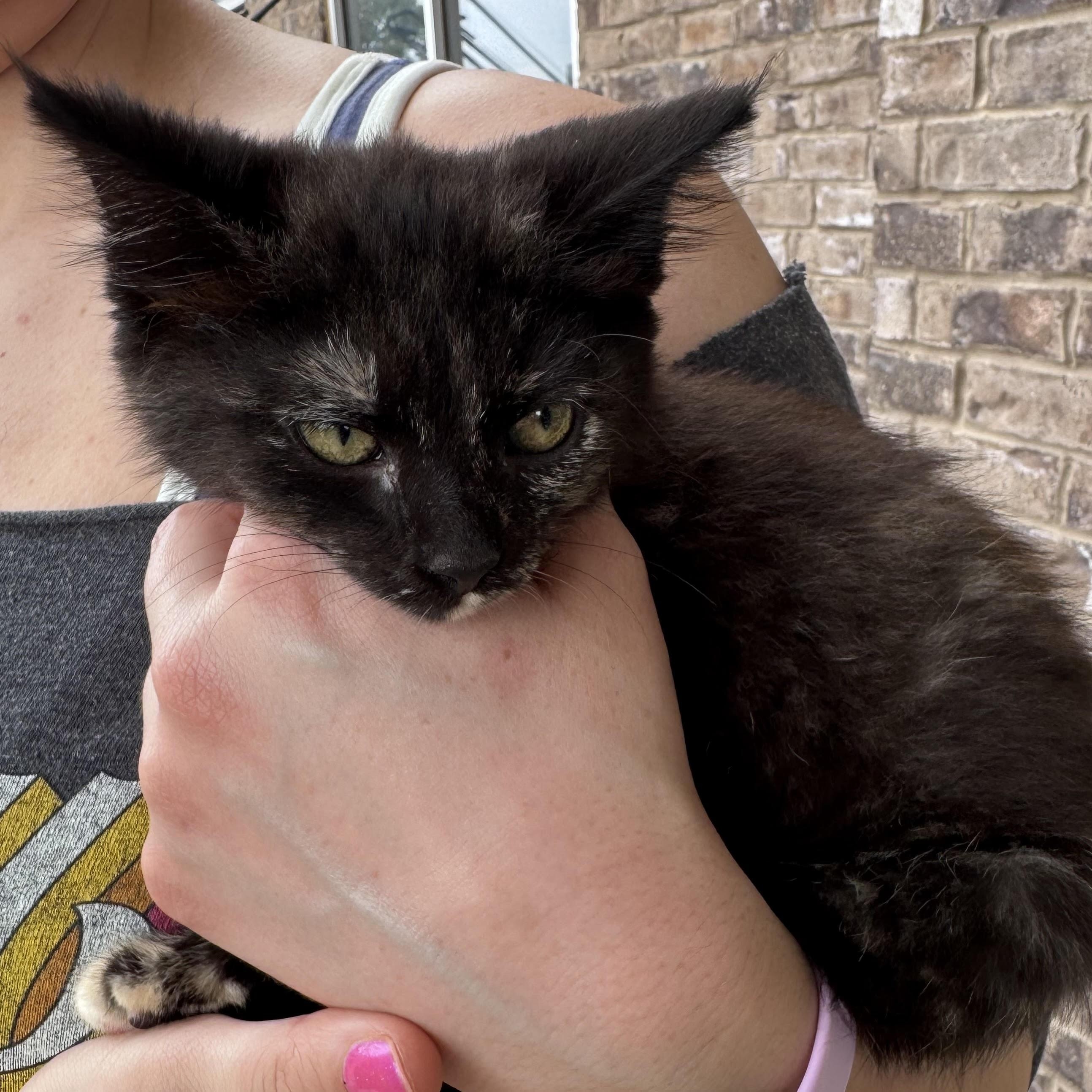 Enlarge Harriet, a ADOPTABLE Tortoiseshell in Water Valley, MS image 2/3