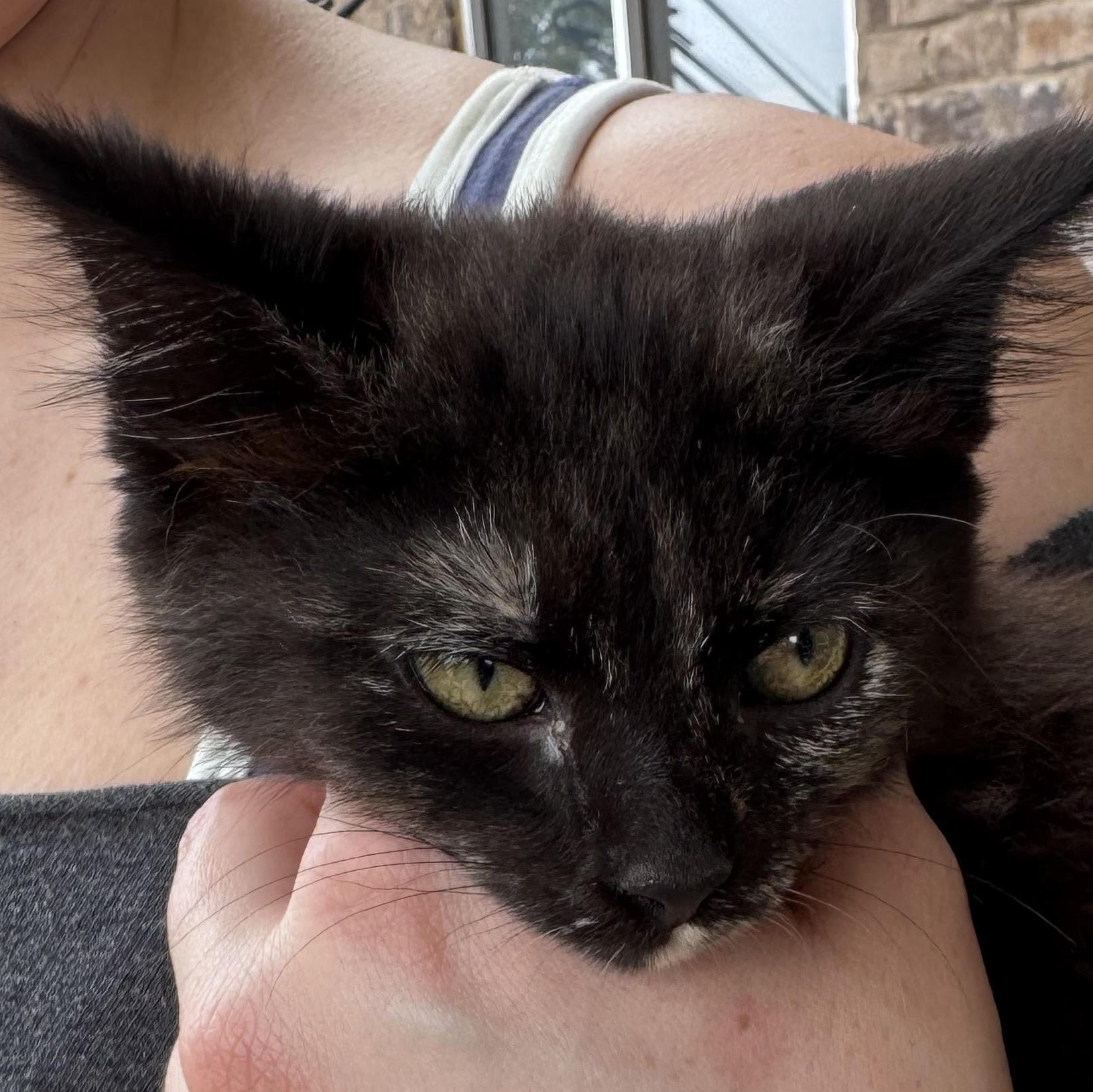 Harriet, a ADOPTABLE Tortoiseshell in Water Valley, MS image 3/4