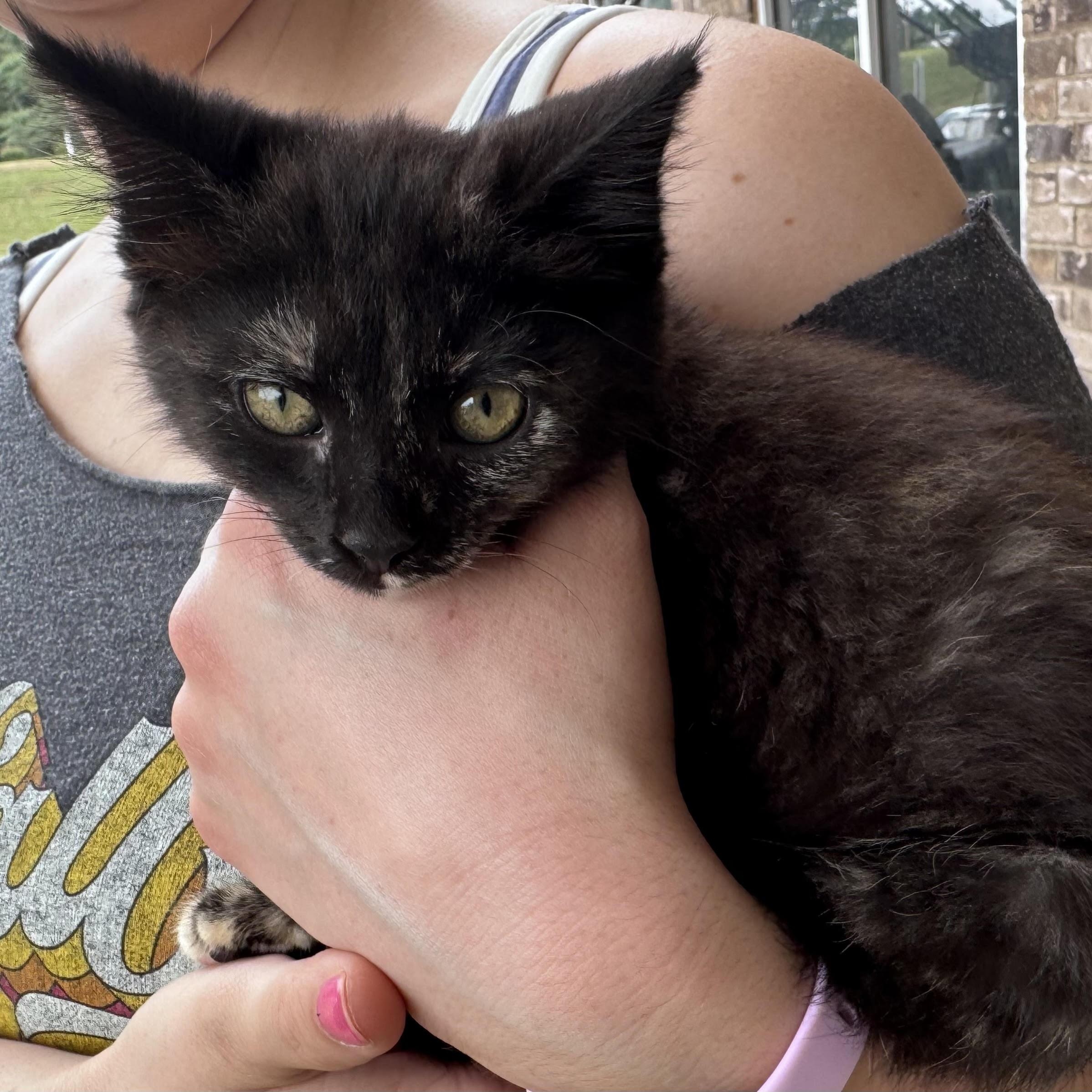 Harriet, ADOPTABLE, Kitten Female Tortoiseshell.