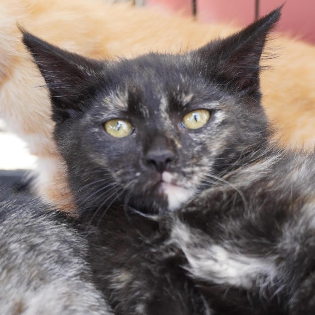Harriet, ADOPTABLE, Kitten Female Tortoiseshell.