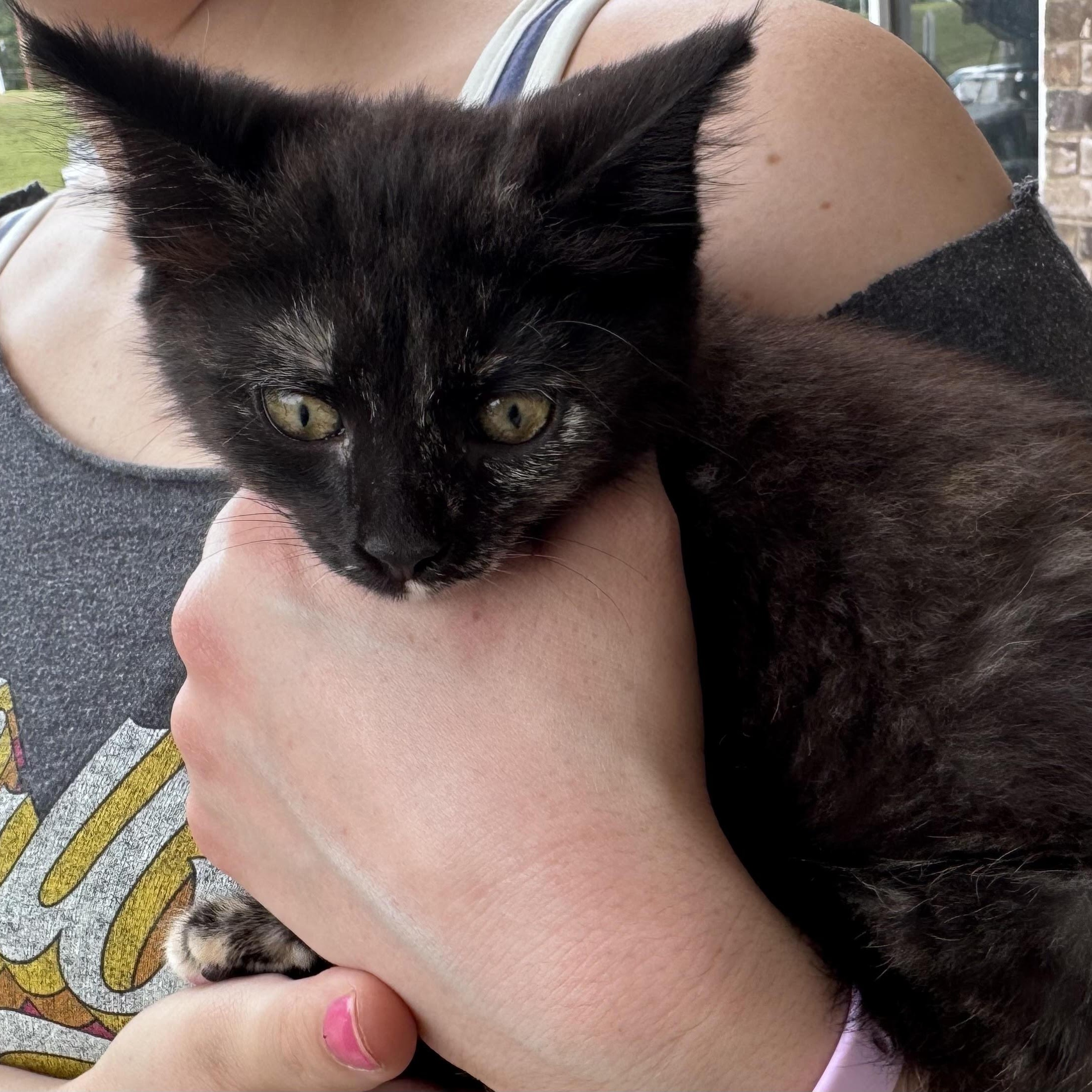 Enlarge Harriet, a ADOPTABLE Tortoiseshell in Water Valley, MS image 3/3