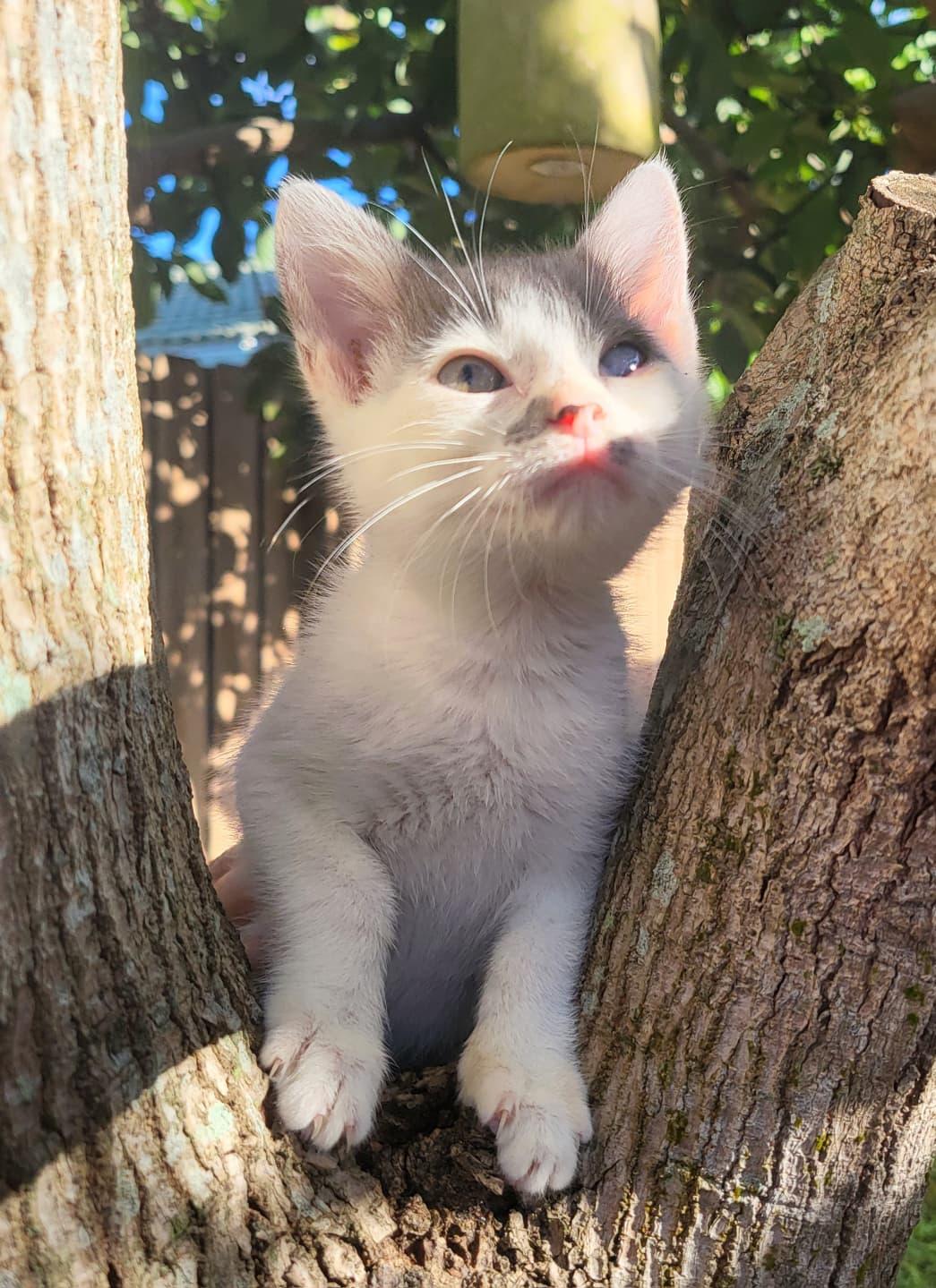 Enlarge Parton, a Adoptable Domestic Short Hair in Sunrise, FL image 3/6