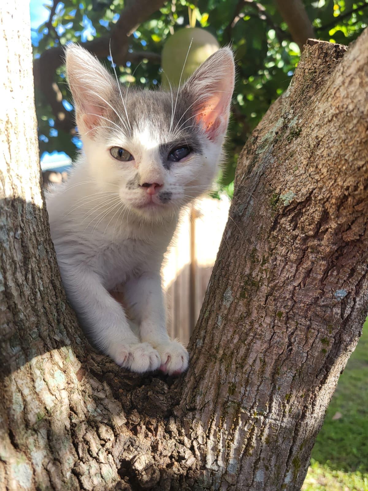 Enlarge Parton, a Adoptable Domestic Short Hair in Sunrise, FL image 2/6