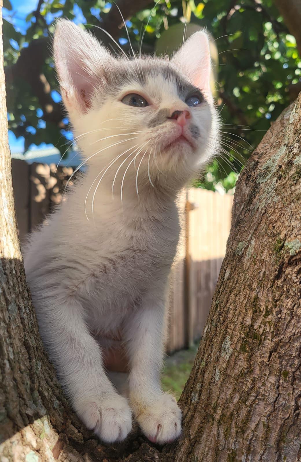 Enlarge Parton, a Adoptable Domestic Short Hair in Sunrise, FL image 6/6