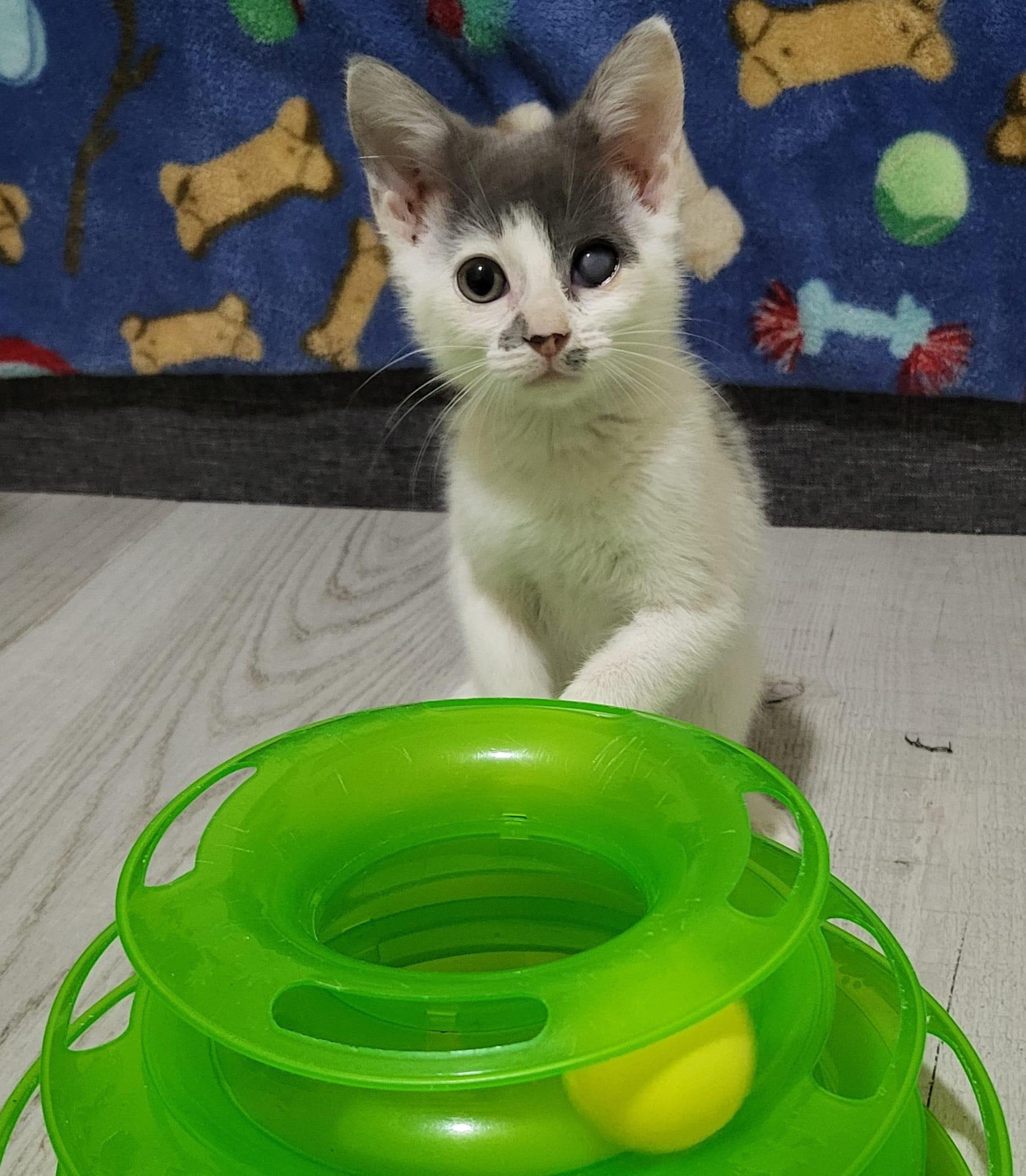 Enlarge Parton, a Adoptable Domestic Short Hair in Sunrise, FL image 1/6