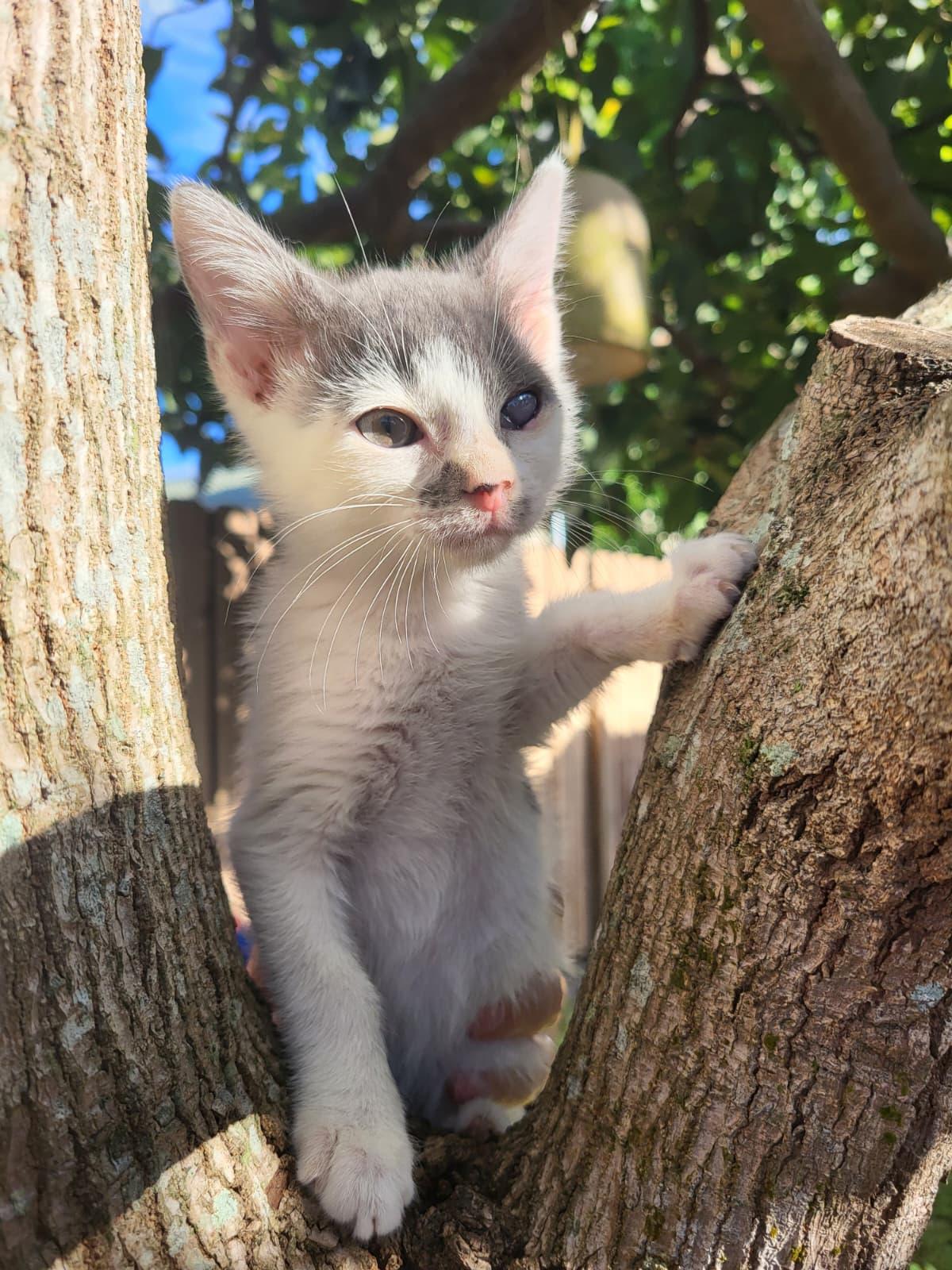 Enlarge Parton, a Adoptable Domestic Short Hair in Sunrise, FL image 5/6