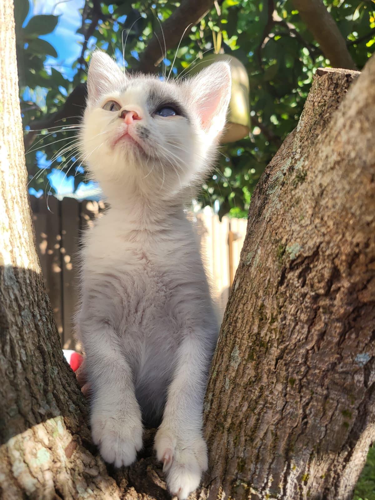 Enlarge Parton, a Adoptable Domestic Short Hair in Sunrise, FL image 4/6
