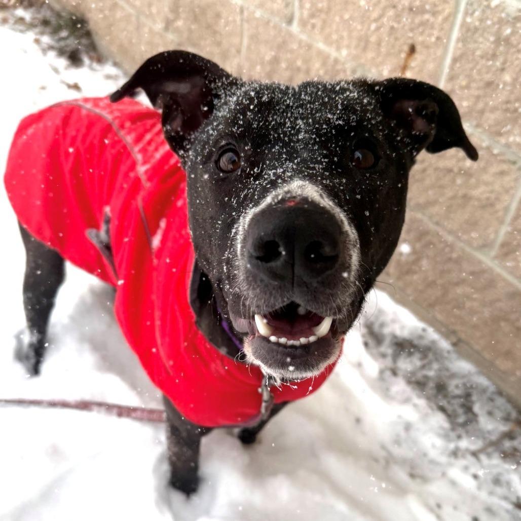 Enlarge Bob Barker, a Adoptable Mixed Breed in East Hanover, NJ image 2/6