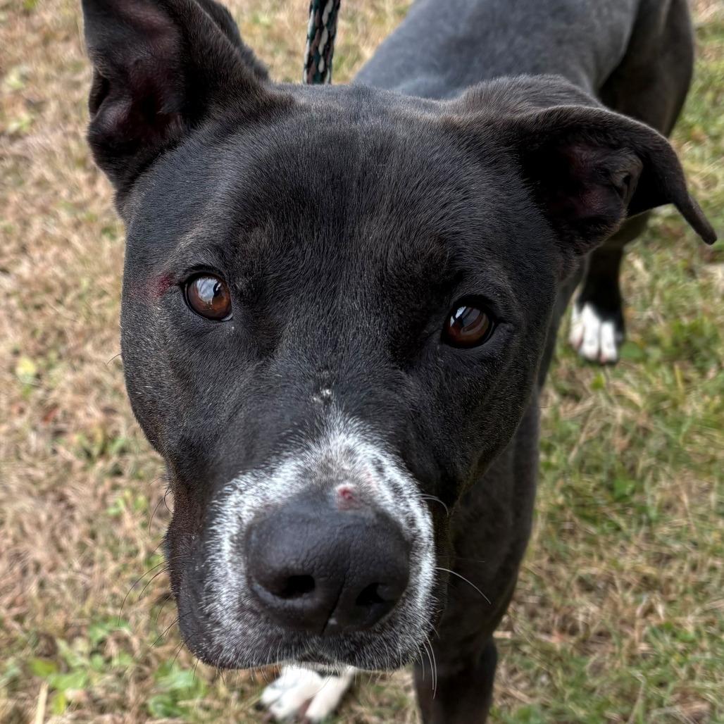 Enlarge Bob Barker, a Adoptable Mixed Breed in East Hanover, NJ image 3/6
