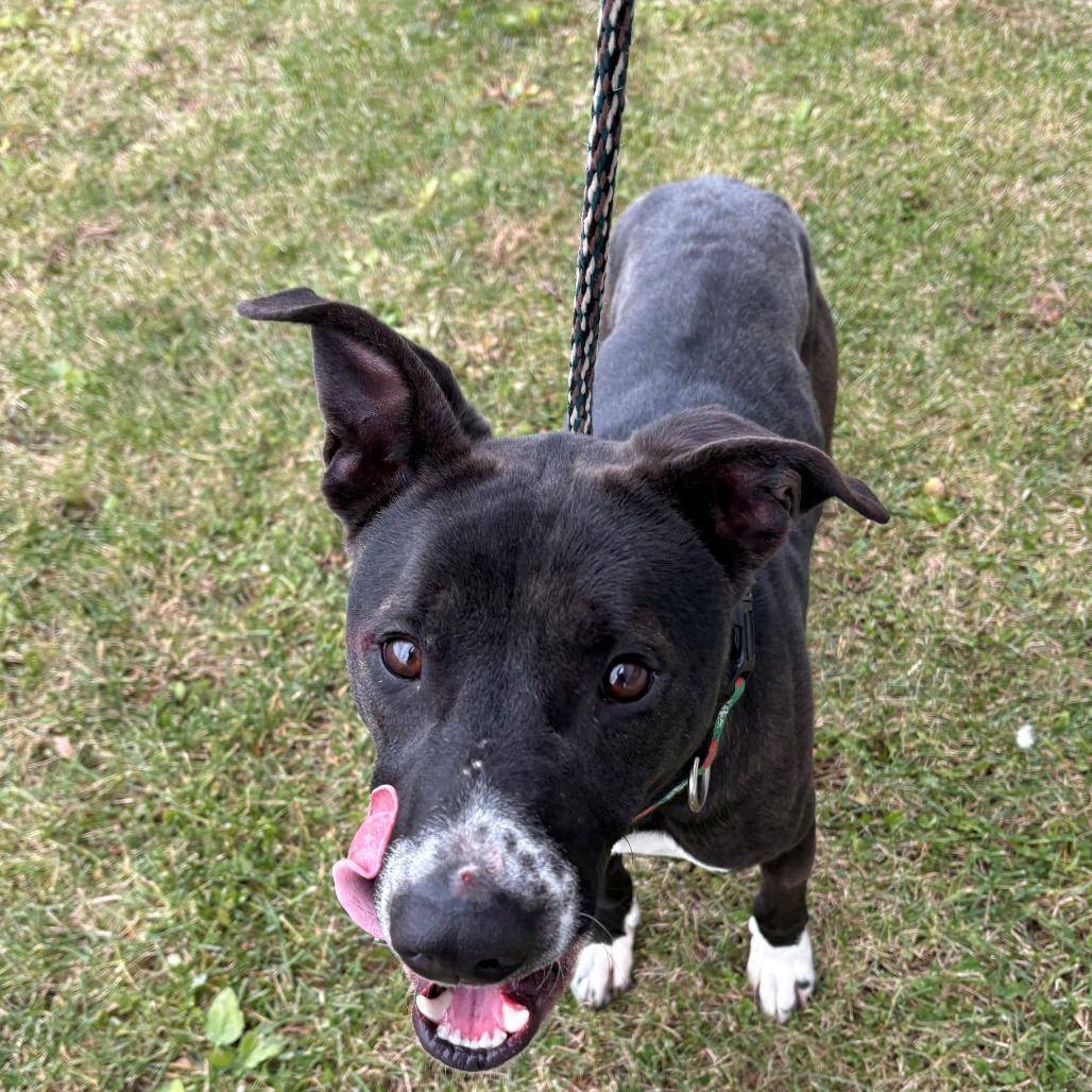 Enlarge Bob Barker, a Adoptable Mixed Breed in East Hanover, NJ image 4/6