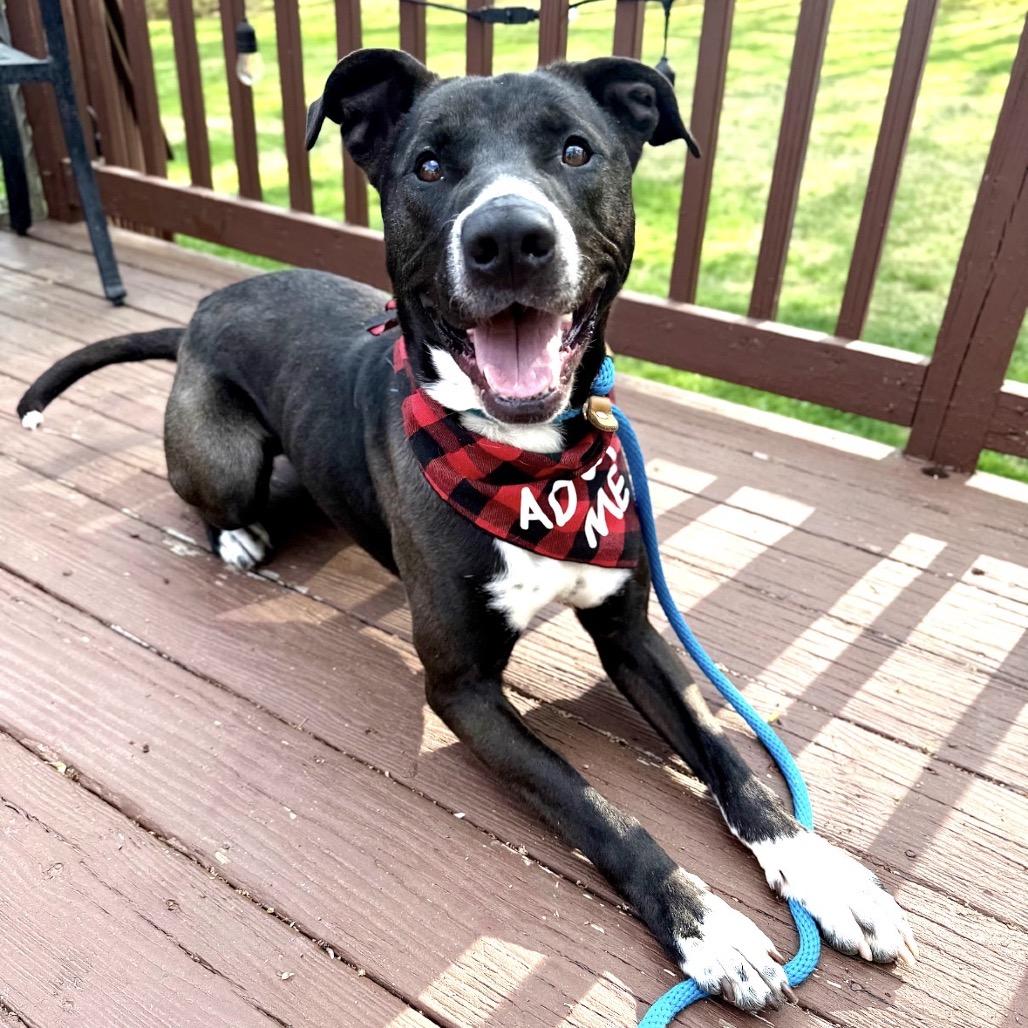 Enlarge Bob Barker, a Adoptable Mixed Breed in East Hanover, NJ image 5/6