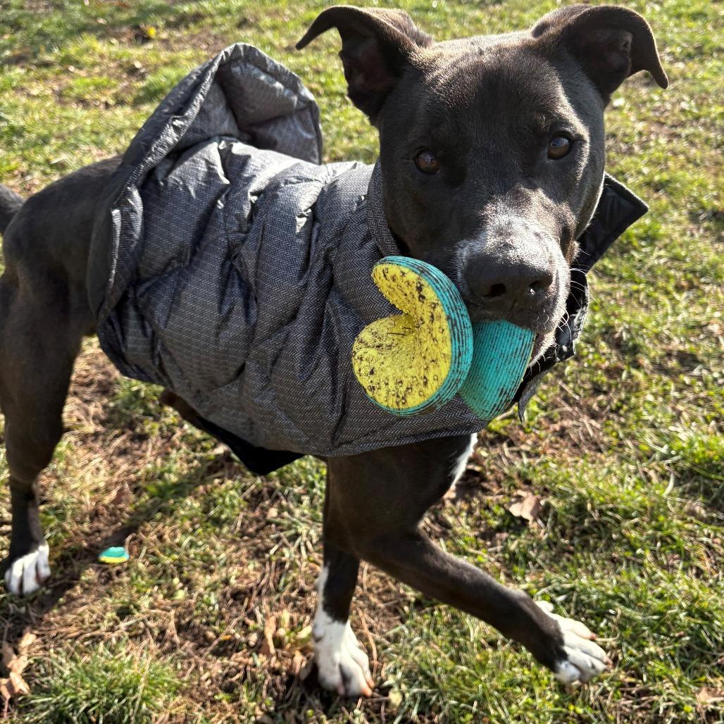 Enlarge Bob Barker, a Adoptable Mixed Breed in East Hanover, NJ image 6/6