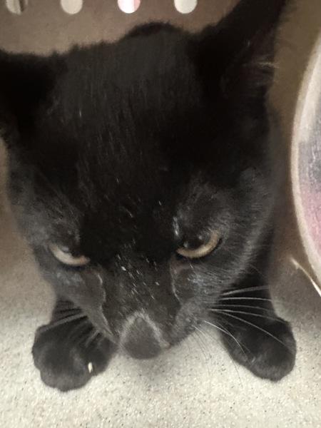 Optimus Prime - Bonded W/ Ironhide, Adoptable, Young Male Domestic Short Hair.