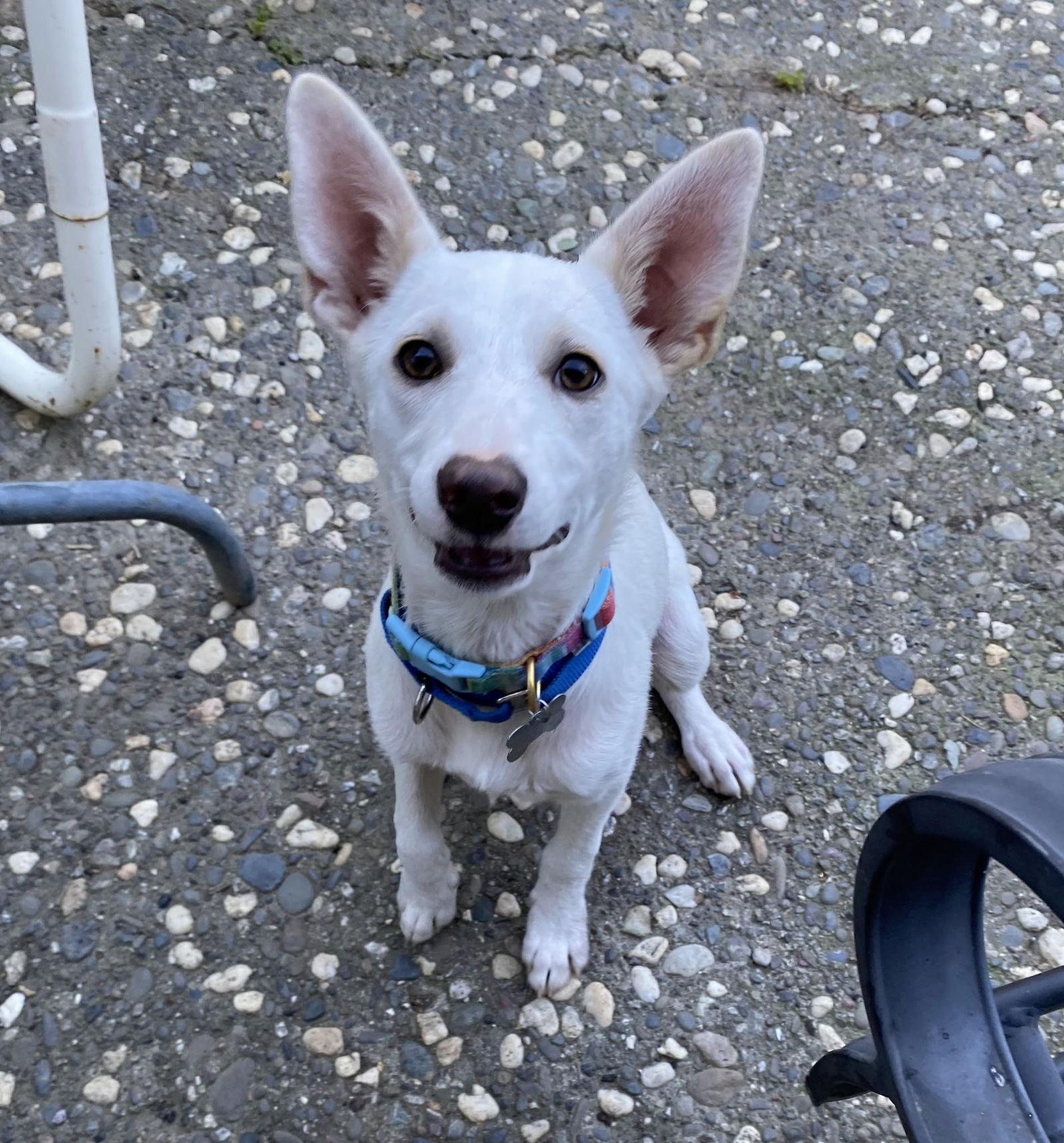Enlarge Fiona, a Adoptable mixed breed in Davis, CA image 1/3