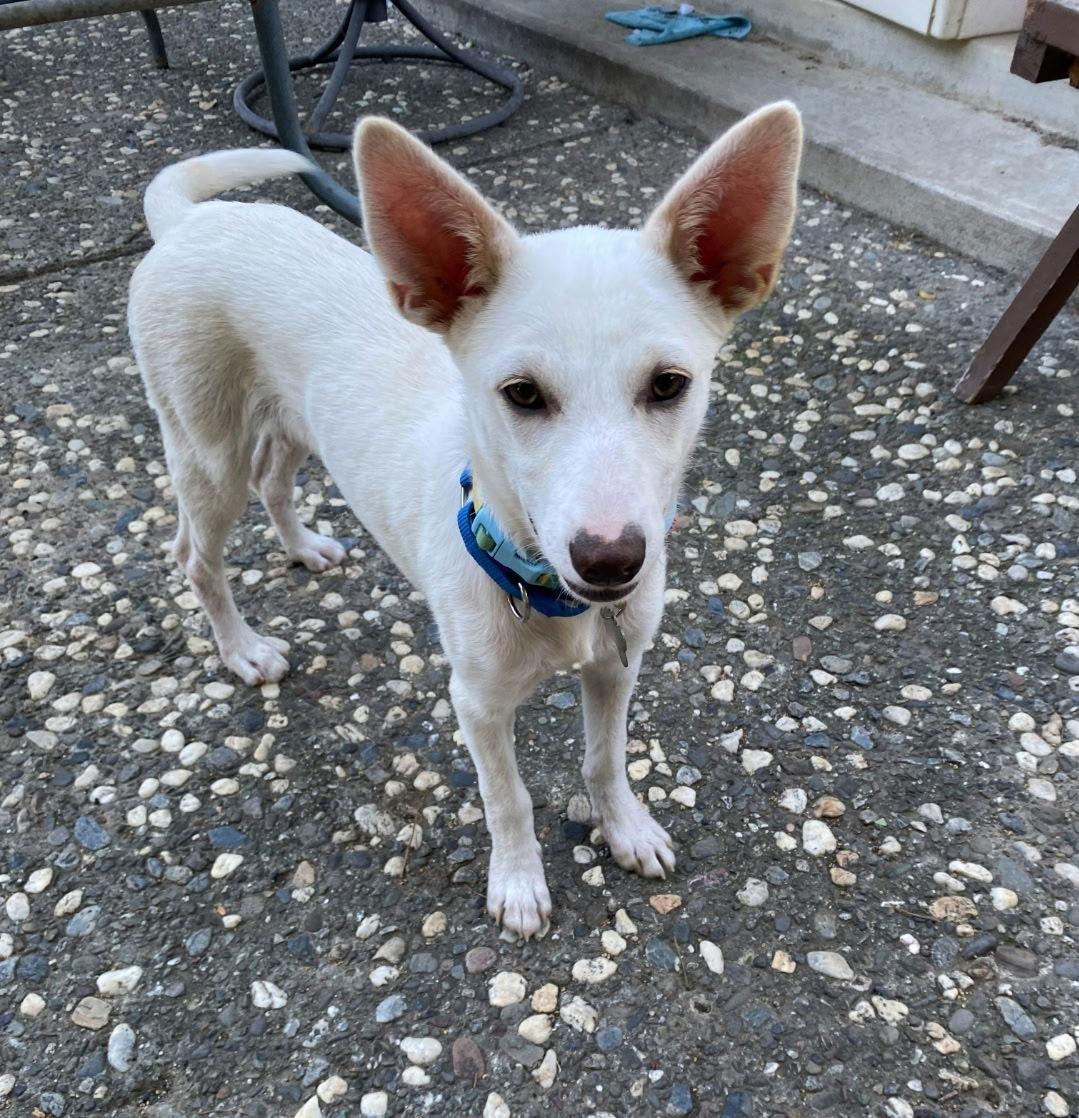 Enlarge Fiona, a Adoptable mixed breed in Davis, CA image 2/3