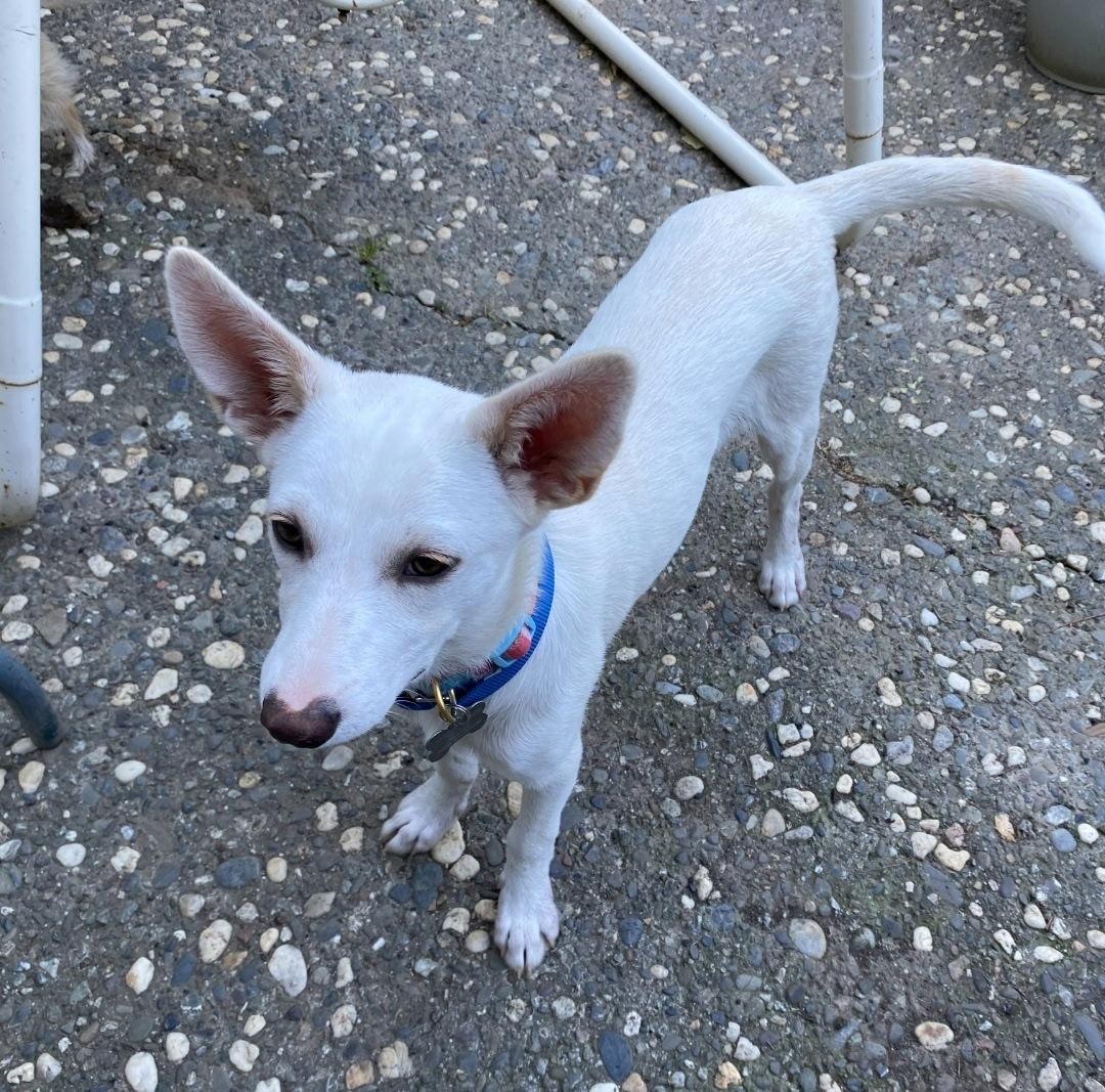 Enlarge Fiona, a Adoptable mixed breed in Davis, CA image 3/3