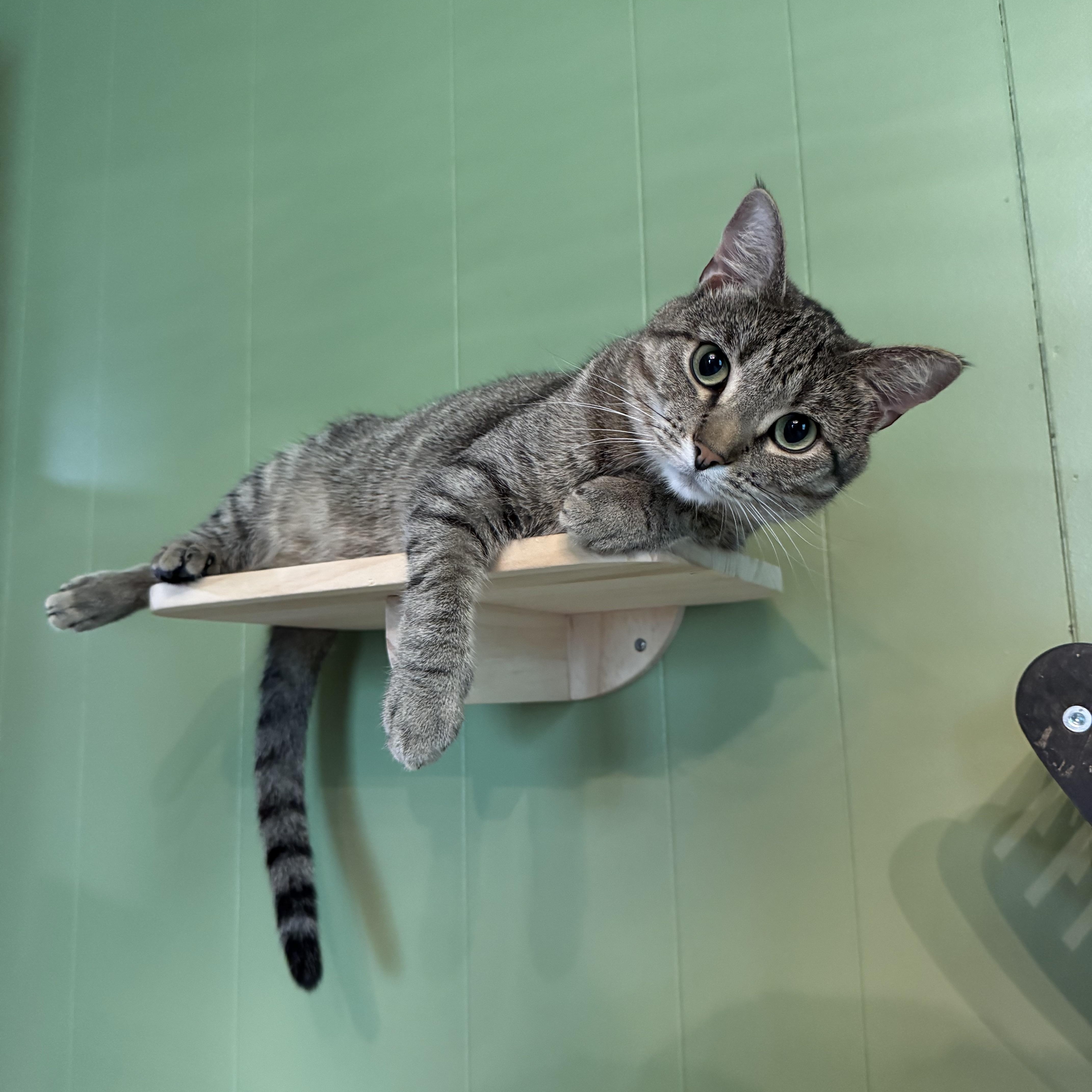 Sriracha & Petey ( Bonded Pair ), ADOPTABLE, Young Female Tabby.