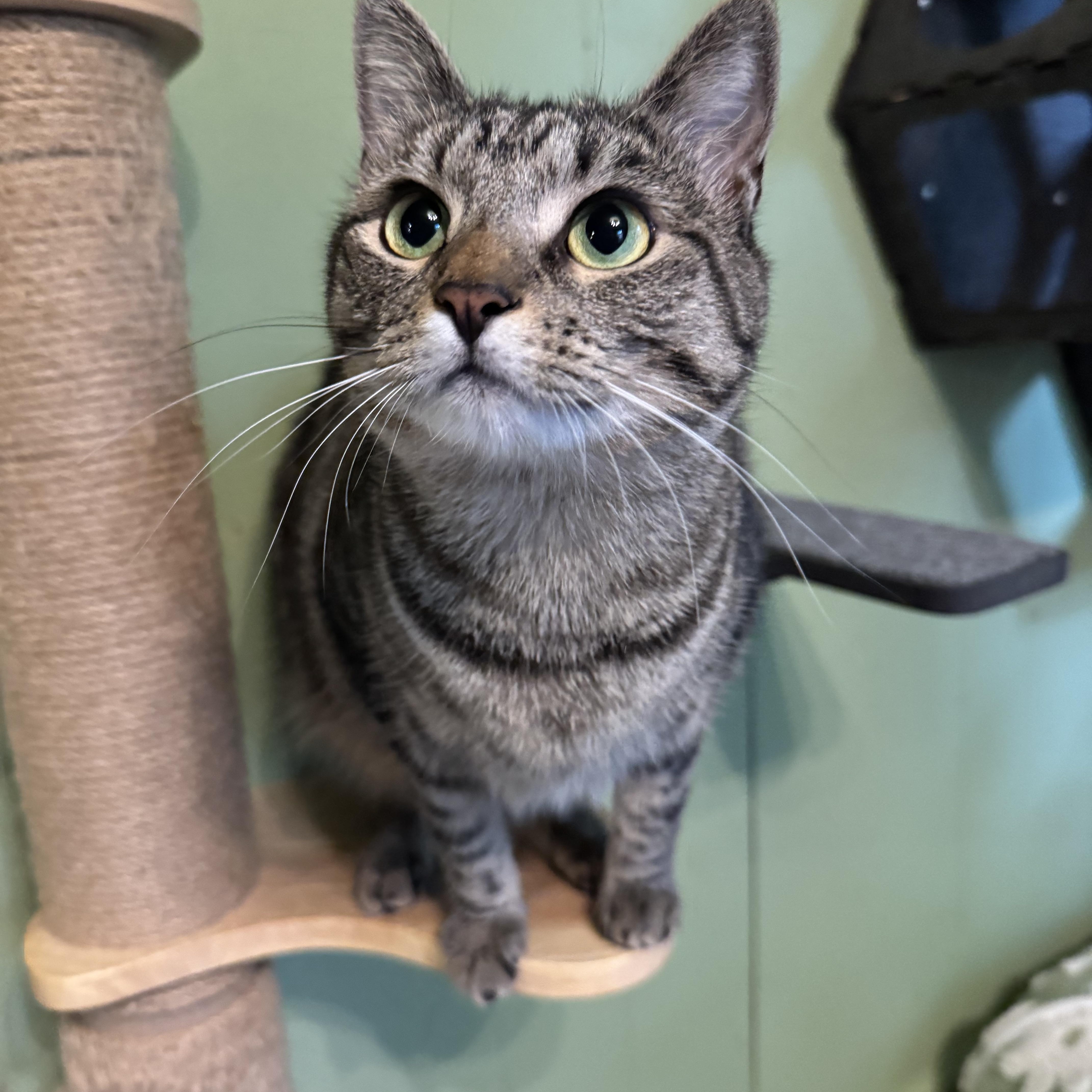 Sriracha & Petey ( Bonded Pair ), a ADOPTABLE Tabby in Mount Holly, NC image 2/4
