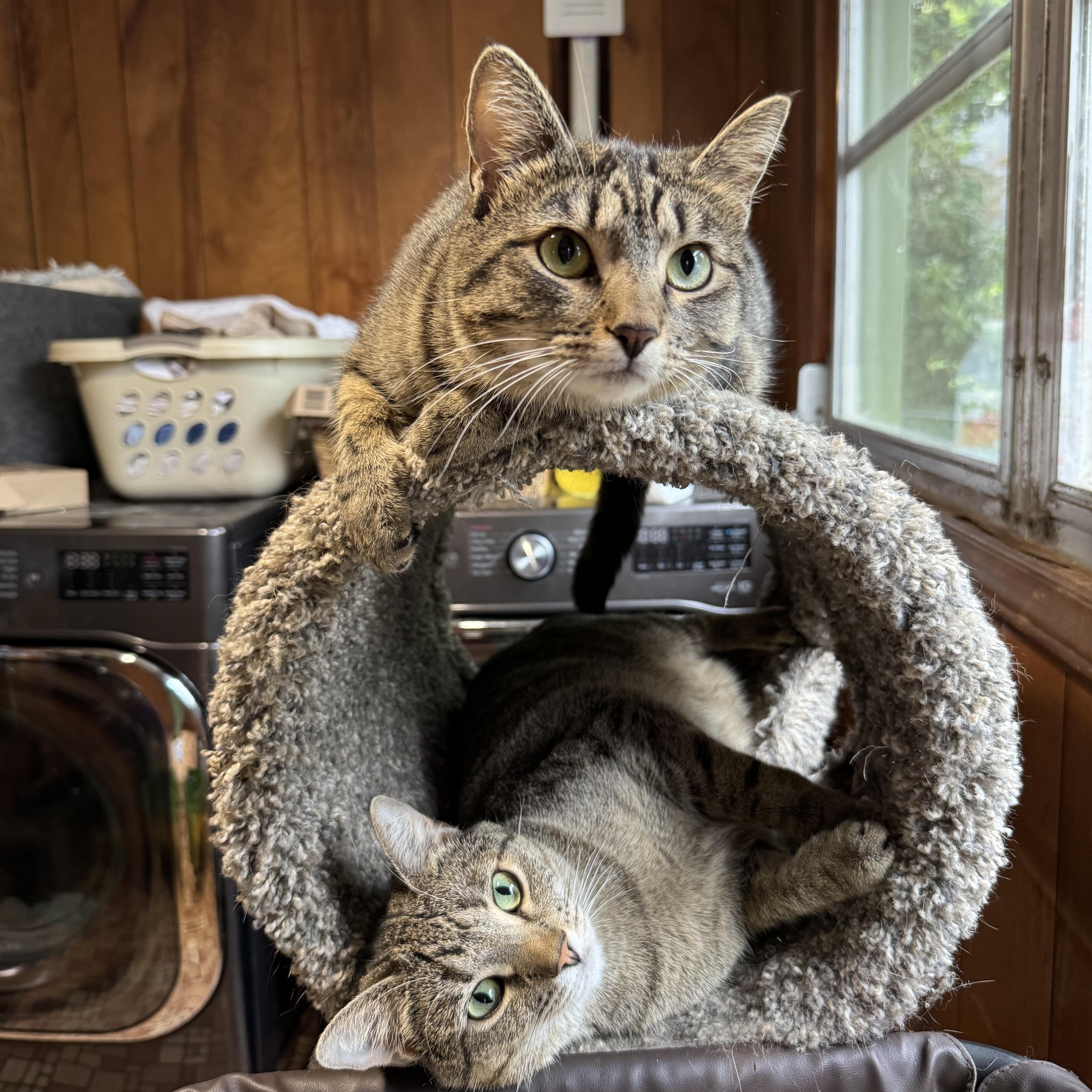 Enlarge Sriracha & Petey, a ADOPTABLE Tabby in Mount Holly, NC image 2/2