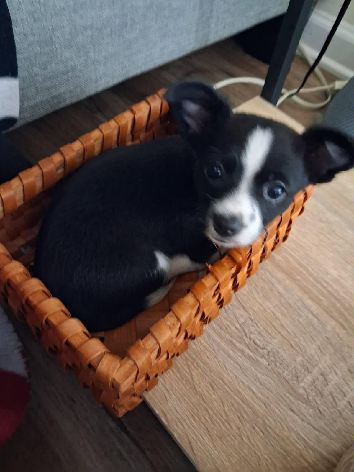 Enlarge Tiny, a Adoptable mixed breed in Panama City, FL image 1/1