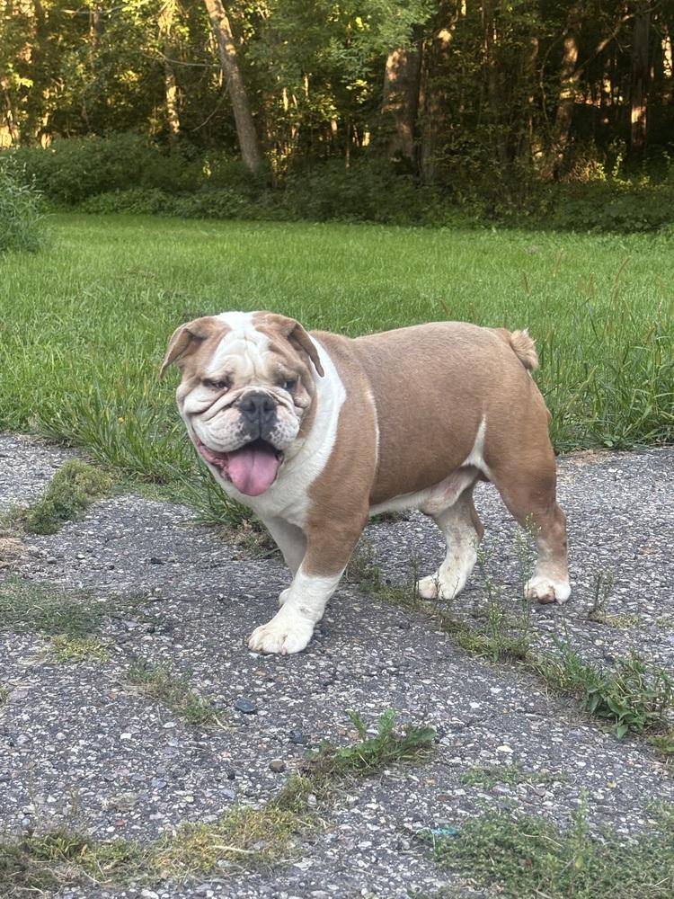 Enlarge Jonah, a Adoptable English Bulldog in La valle, WI image 1/3