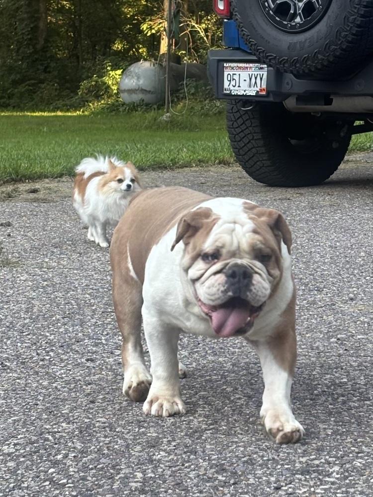 Enlarge Jonah, a Adoptable English Bulldog in La valle, WI image 2/3