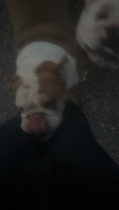 Enlarge Jonah, a Adoptable English Bulldog in La valle, WI video 3/3