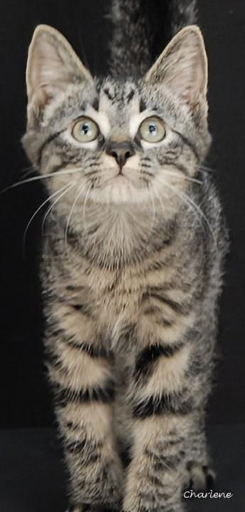 Anakin, Adoptable, Young Male Domestic Short Hair.