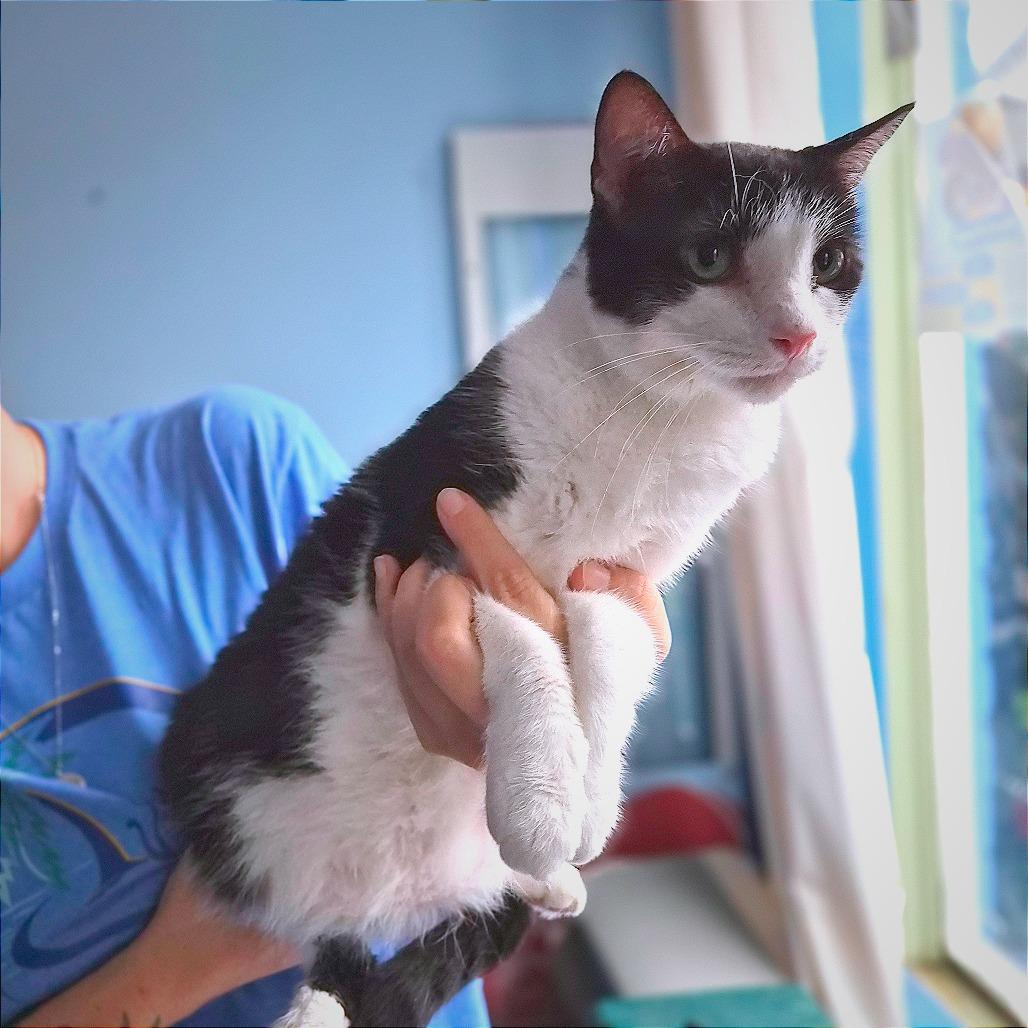 Runtley, Adoptable, Adult Male Domestic Short Hair.