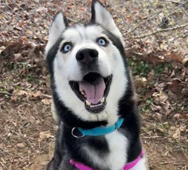 Enlarge Kane (mcas), a Adoptable mixed breed in Troutdale, OR image 1/5