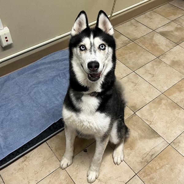 Enlarge Kane (mcas), a Adoptable mixed breed in Troutdale, OR image 2/5