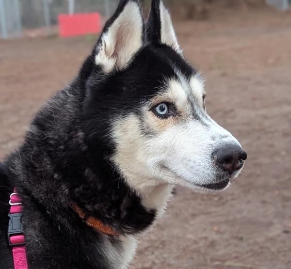 Enlarge Kane (mcas), a Adoptable mixed breed in Troutdale, OR image 3/5
