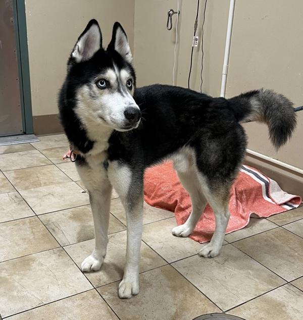 Enlarge Kane (mcas), a Adoptable mixed breed in Troutdale, OR image 4/5