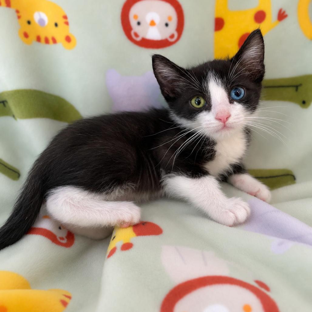 Batman, Adoptable, Kitten Male Domestic Short Hair.