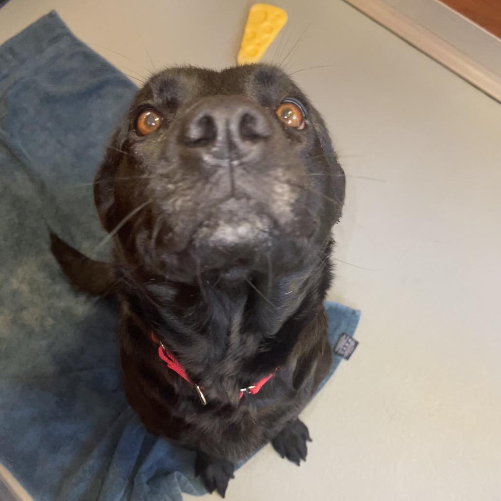 Enlarge MJ, a Adoptable Mixed Breed in Saint Charles, MO image 1/6