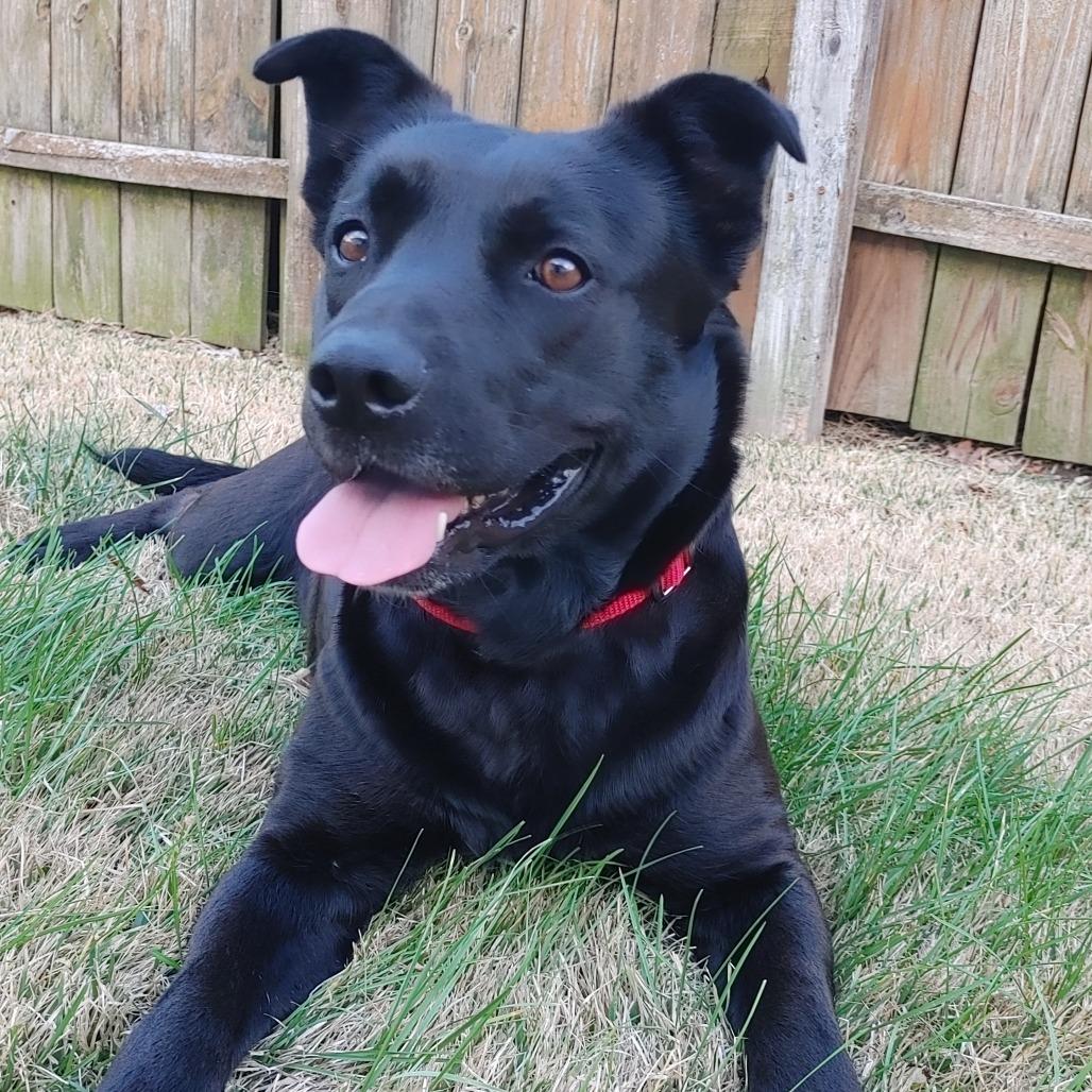 Enlarge MJ, a Adoptable Mixed Breed in Saint Charles, MO image 2/6