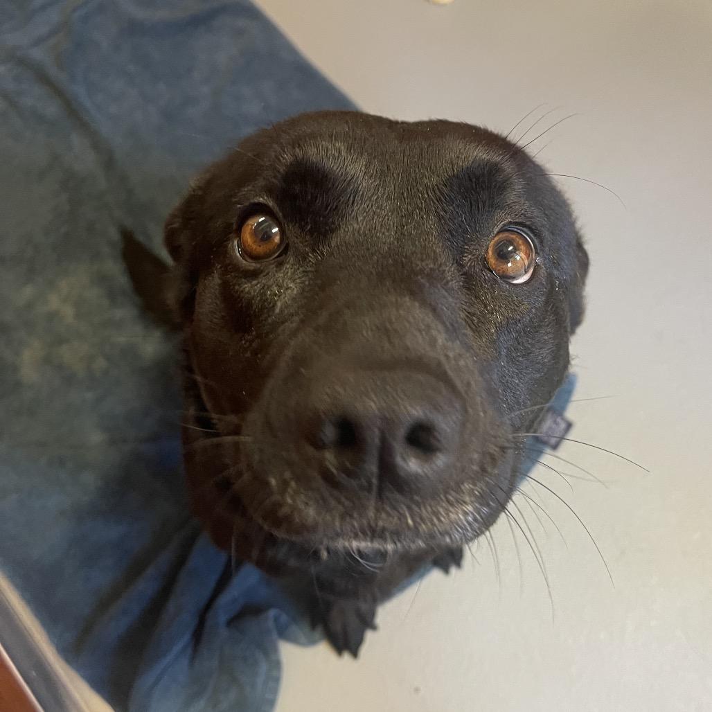 Enlarge MJ, a Adoptable Mixed Breed in Saint Charles, MO image 3/6