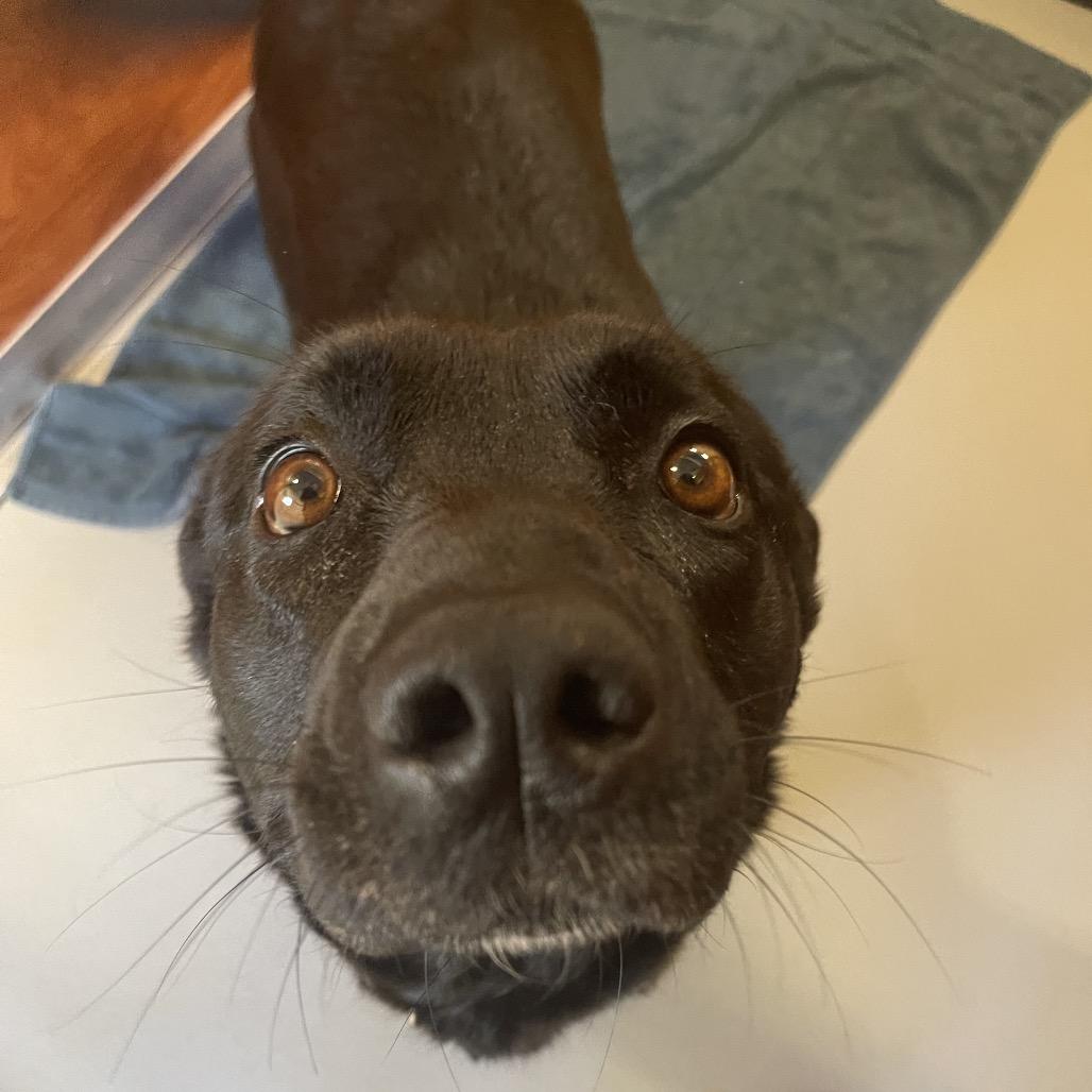 Enlarge MJ, a Adoptable Mixed Breed in Saint Charles, MO image 4/6