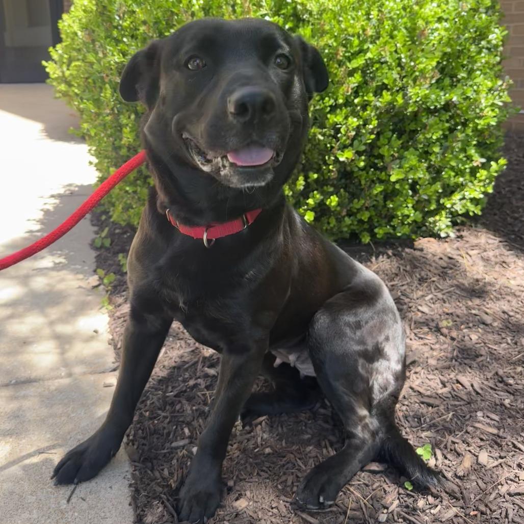 Enlarge Maggie June (fka MJ), a Adoptable Mixed Breed in Saint Charles, MO image 4/6