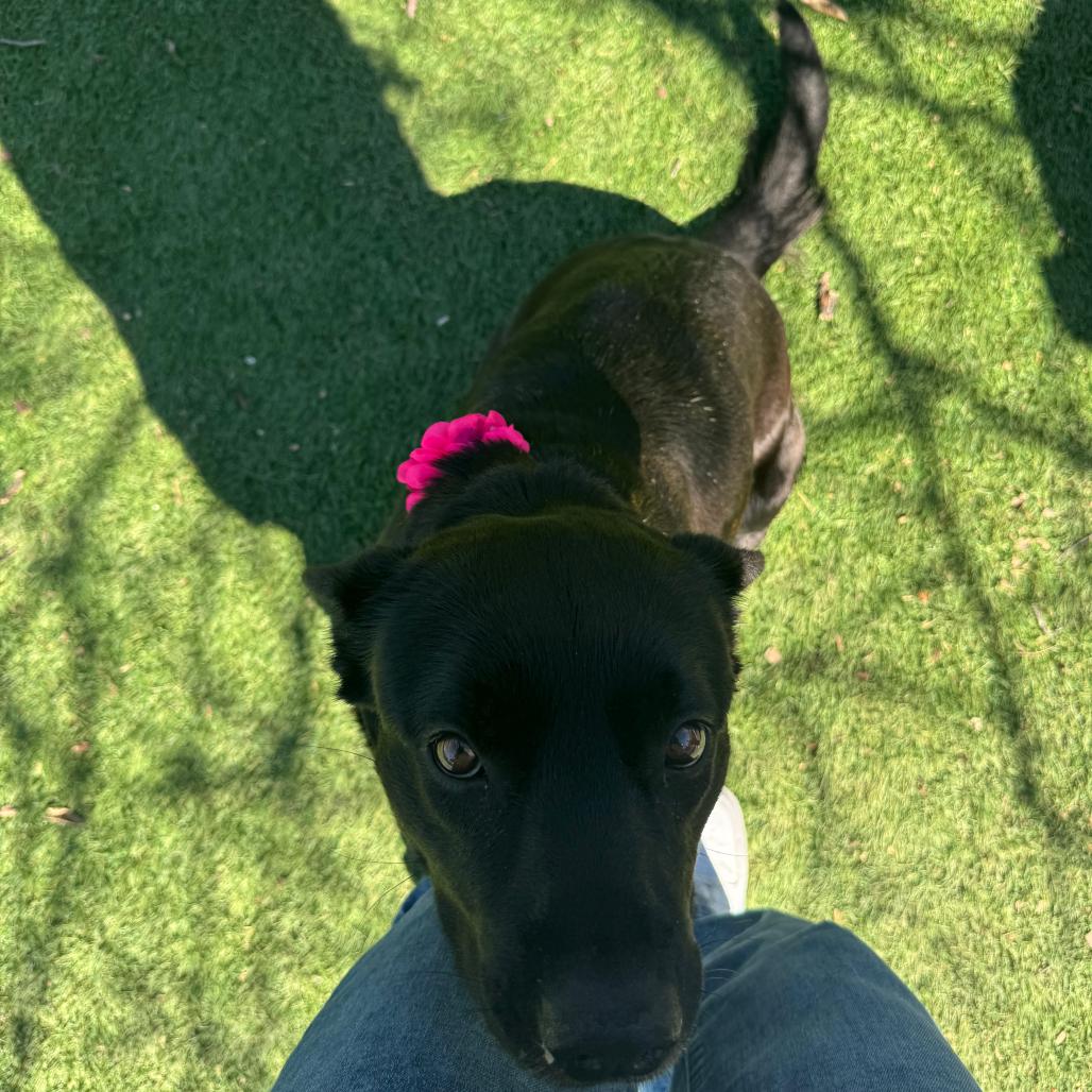 Enlarge MJ, a Adoptable Mixed Breed in Saint Charles, MO image 5/6