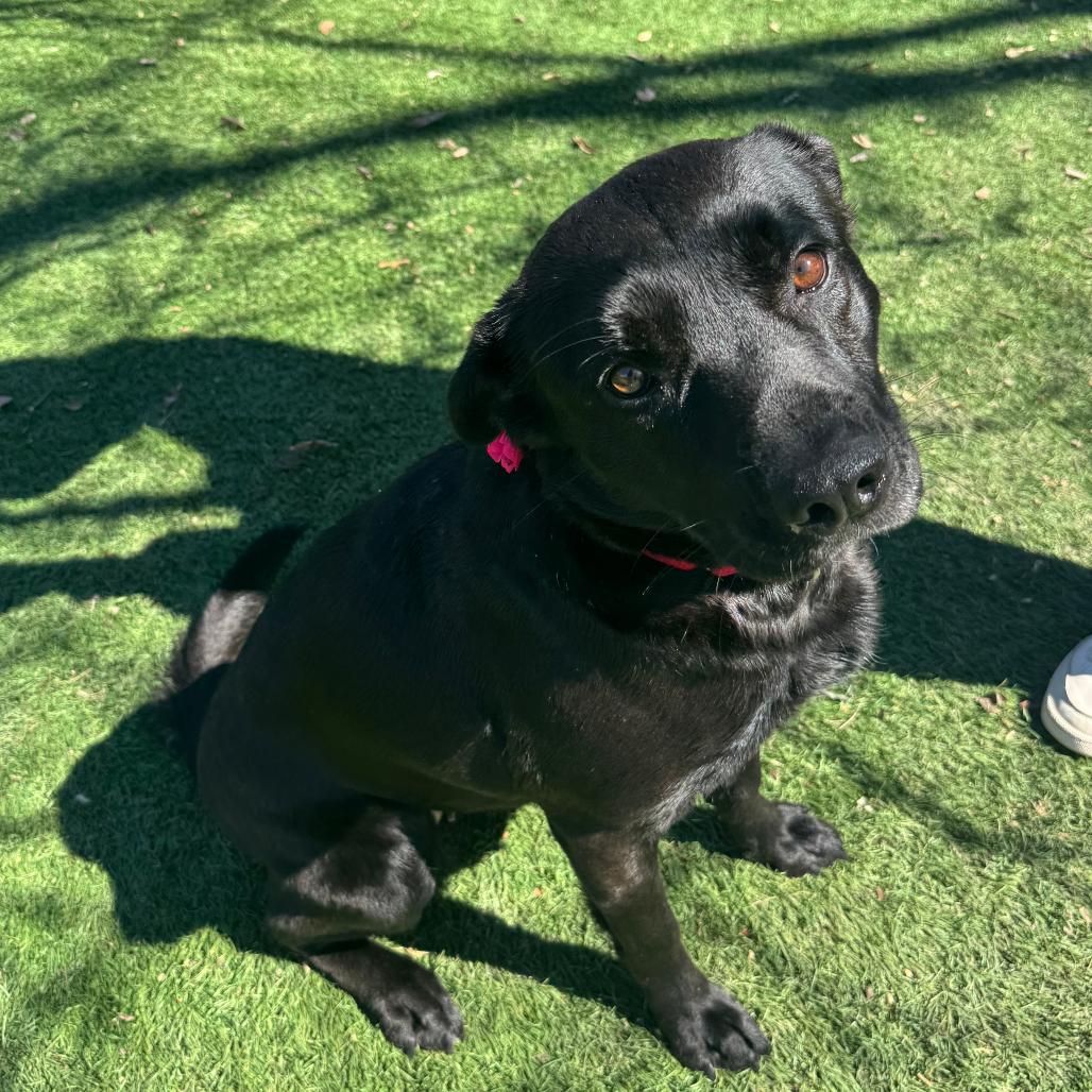 Enlarge MJ, a Adoptable Mixed Breed in Saint Charles, MO image 6/6