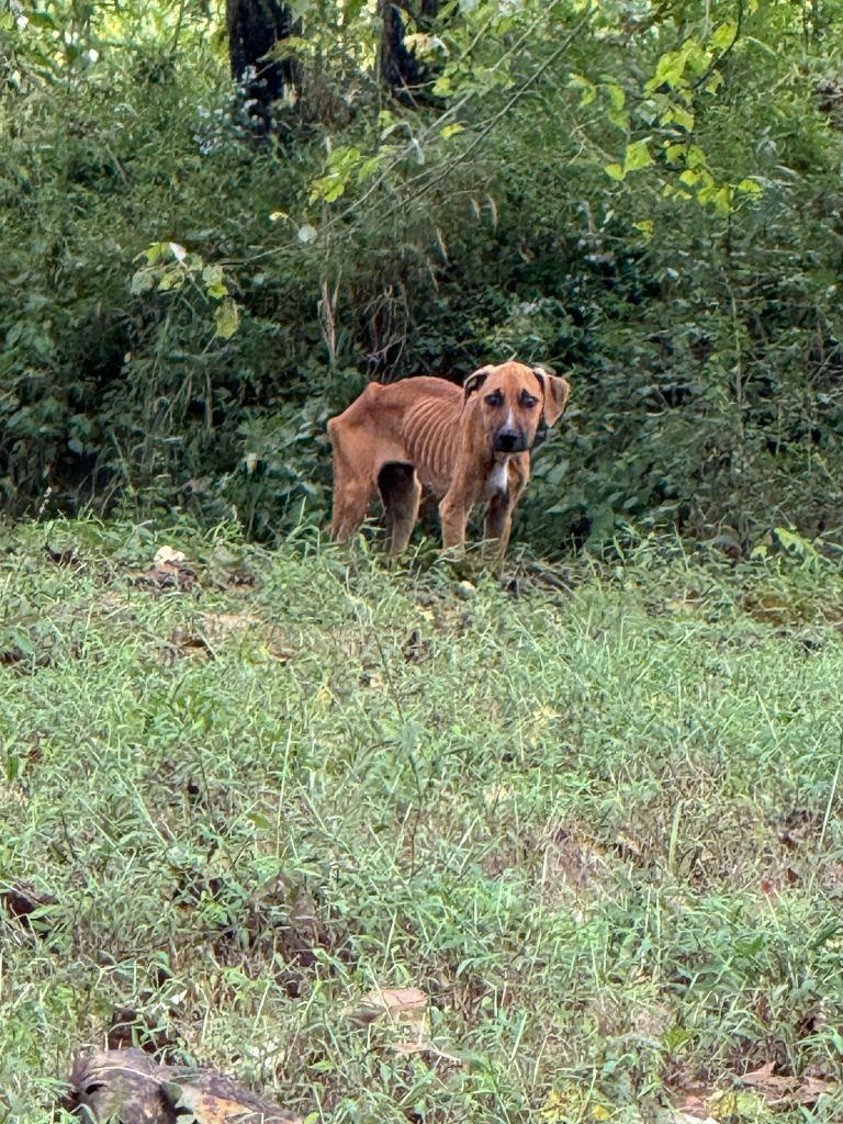 Chevy-Adoptable Awaiting S/N, a Adoptable mixed breed in Chickamauga , GA image 1/2