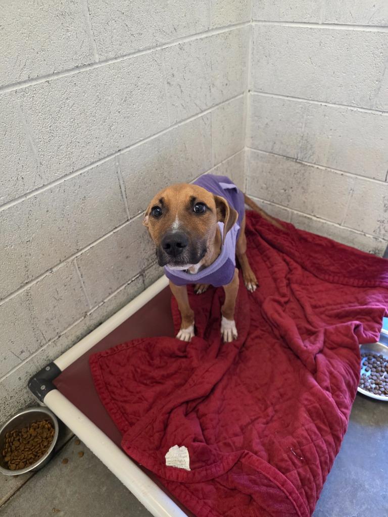 Chevy-Adoptable Awaiting S/N, a Adoptable mixed breed in Chickamauga , GA image 2/2