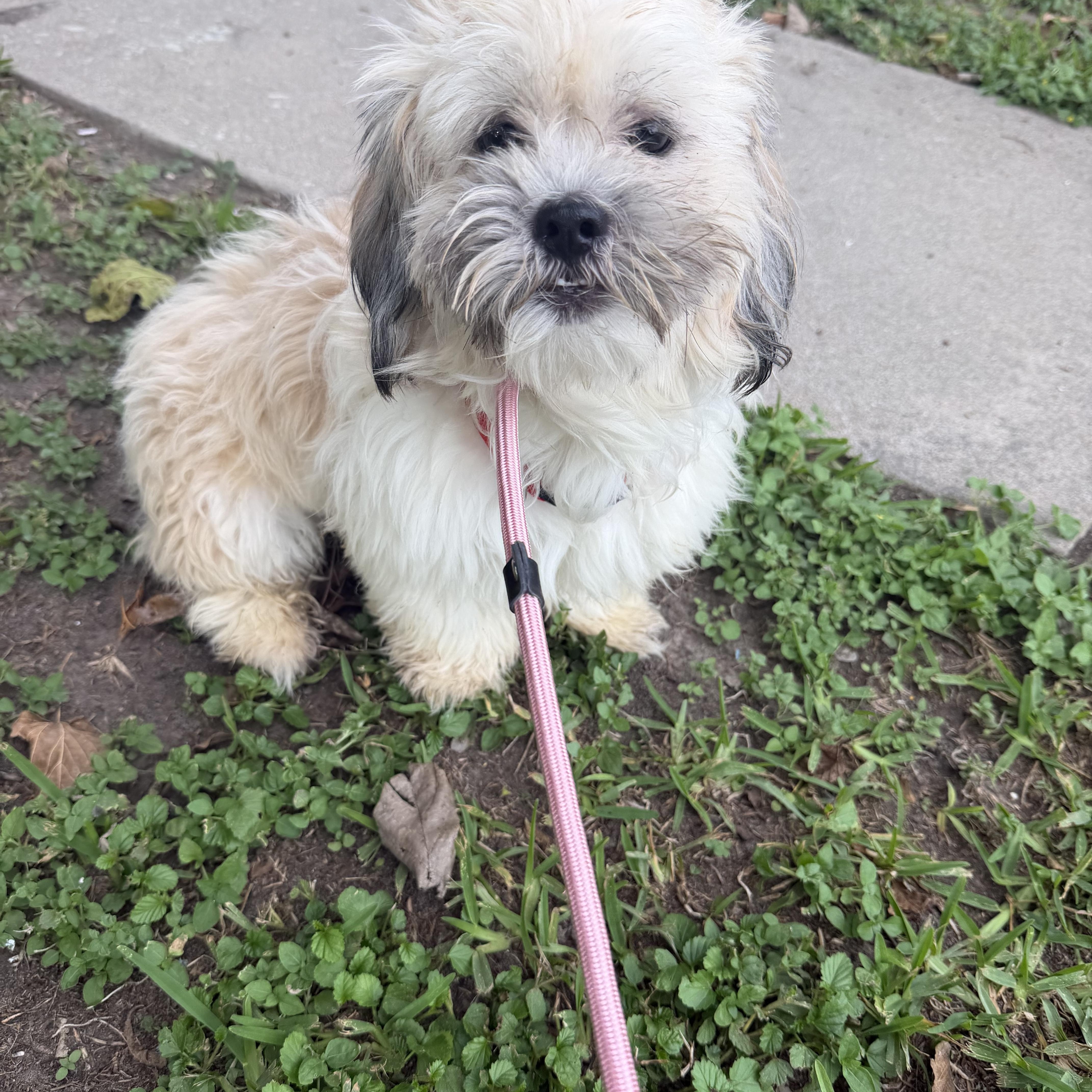 Lawrence, Adopted, Adult Male Shih Tzu.